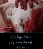 Zabijacka - pig slaughtering